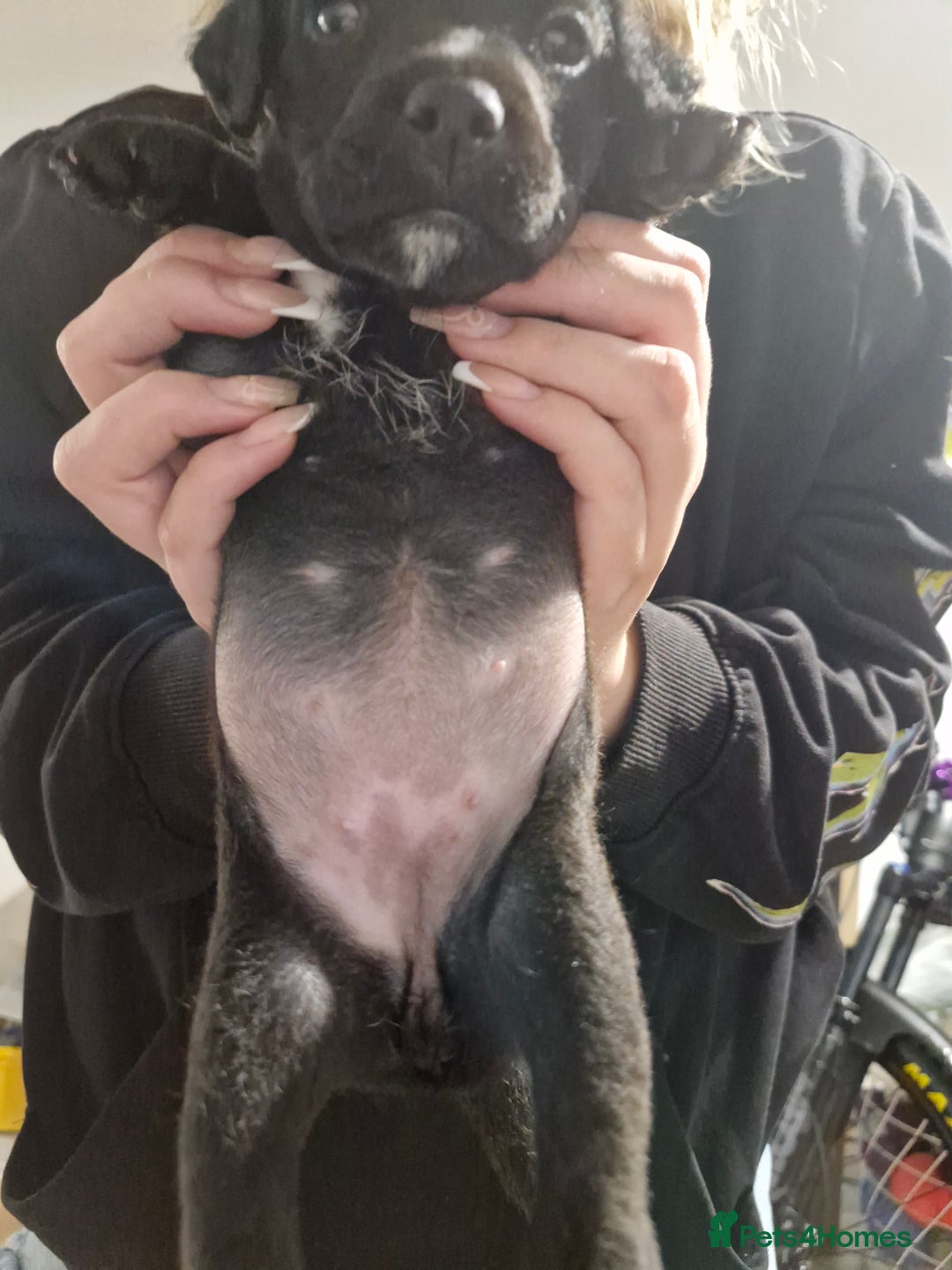 Patterdale Terrier dogs for sale: Patterdale x lakeland  - Image 7