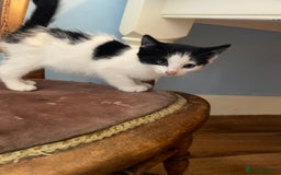 Mixed Breed cats for sale: Black and white kittens  - Image 1