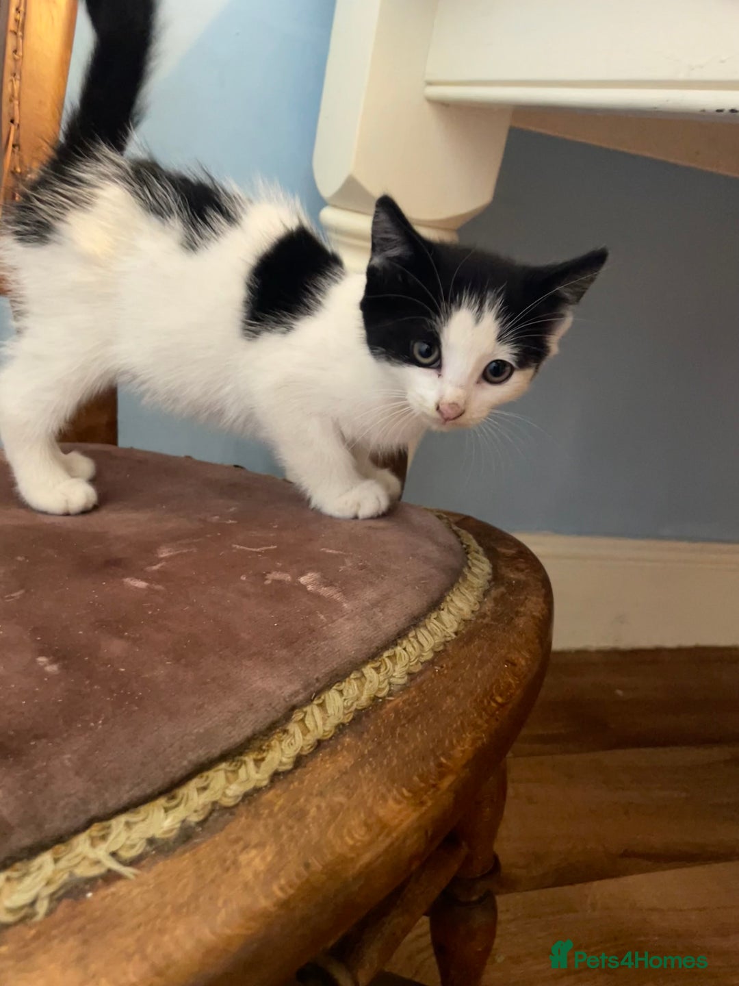 Mixed Breed cats for sale: Black and white kittens  - Image 1