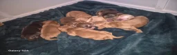Cocker Spaniel dogs for sale: show type cocker spaniel - Advert 2
