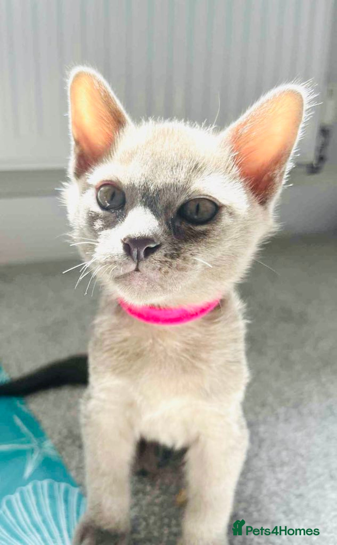 Burmese cats for sale: Burmese kittens for sale in Doncaster - Image 11