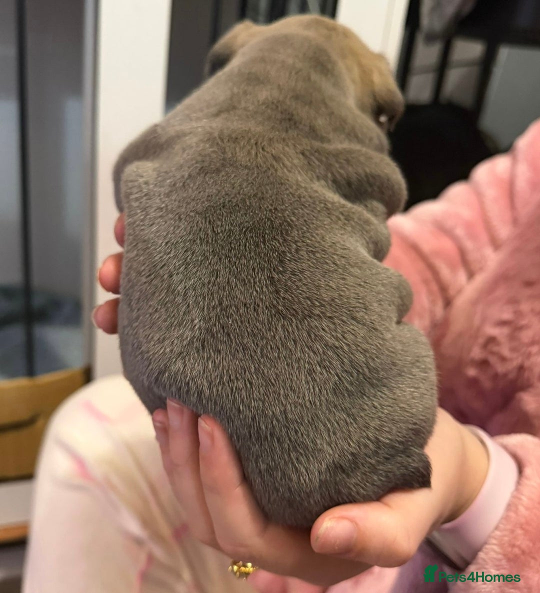 French Bulldog dogs for sale: French bulldog puppies  - Advert 12