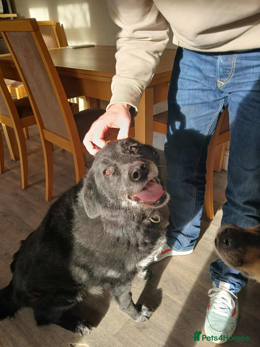 Mixed Breed dogs for adoption: 💕 Meet Rocky – The Perfect Gentleman 💕 - Advert 2