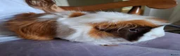 Guinea Pig rodents for sale: Two bonded female guinea pigs + cage in Helensburgh - Advert 3