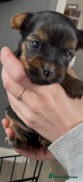 Yorkshire Terrier dogs - Advert 2