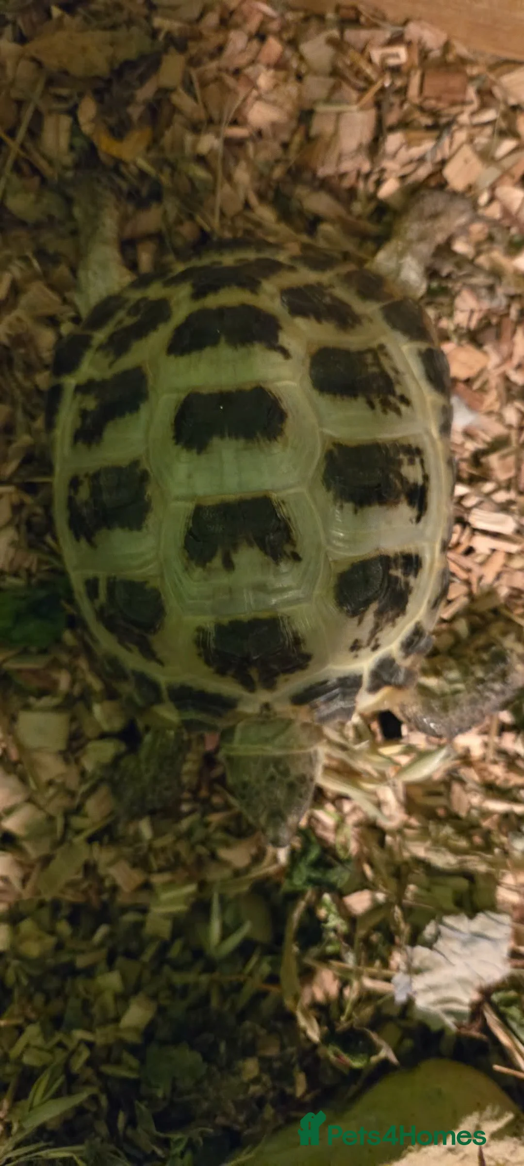 Hermann Tortoise reptiles for sale: Herman tortoise  - Advert 5