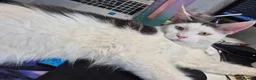 Maine Coon cats for sale: Lior-TICA Registered Maine Coon, 9Months-Rehoming - Advert 2