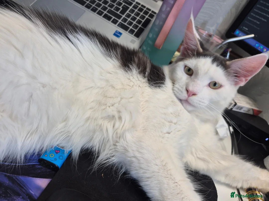 Maine Coon cats for sale: Lior-TICA Registered Maine Coon, 9Months-Rehoming - Advert 2