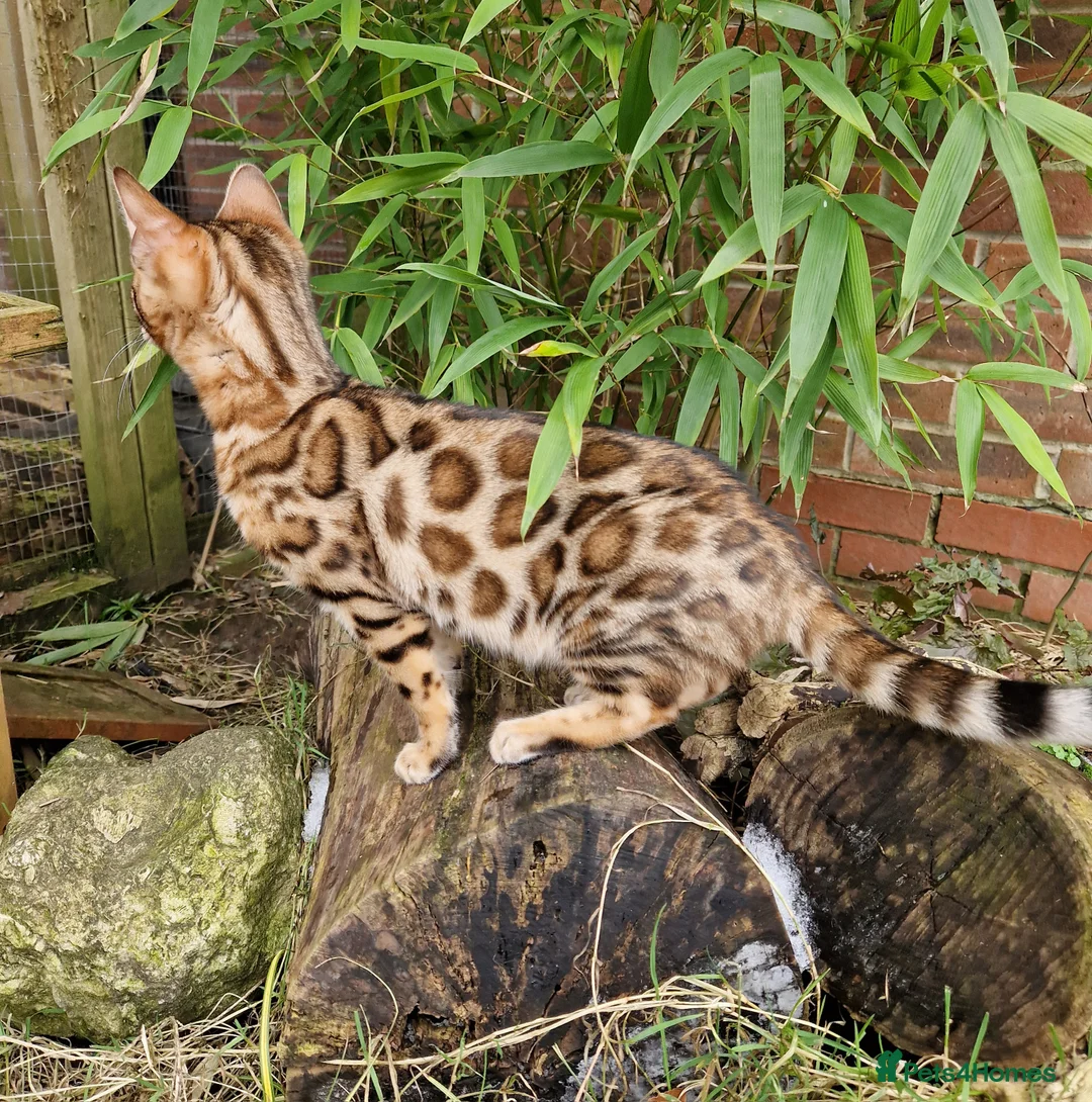 Bengal cats for sale: Stunning Rosetted Girl  - Advert 2