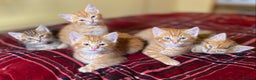 Mixed Breed cats for sale: Gorgeous Ginger And Tortoiseshell Female Kittens - Advert 10
