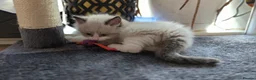 Ragdoll cats for sale: Gorgeous Ragdoll ready to leave 11 July - Advert 16
