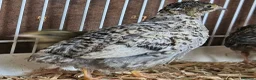 Quail poultry for sale: Chinese Painted Button Quail Groups  - Advert 16