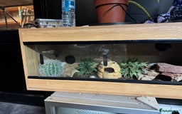 Leopard Gecko reptiles for sale: Female Blizzard Leopard Gecko & Enclosure For Sale - Image 7