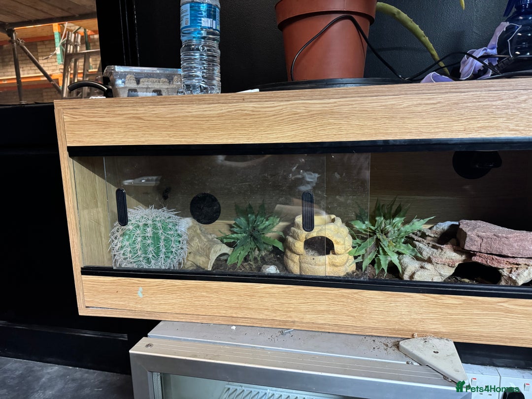 Leopard Gecko reptiles for sale: Female Blizzard Leopard Gecko & Enclosure For Sale - Image 7