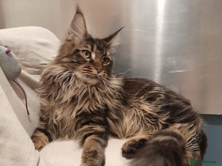 Maine Coon cats black/brown classic tabby MaineCoon Girl TICA reg - Advert 17