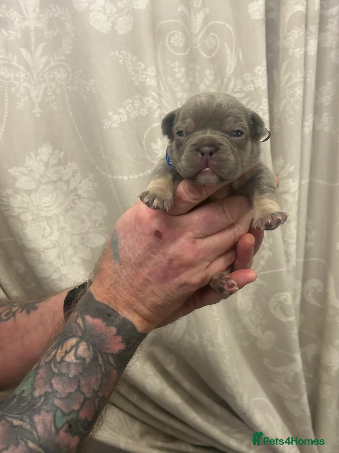 French Bulldog dogs for sale: 9 top quality fluffy carrying french bulldogs  - Advert 5