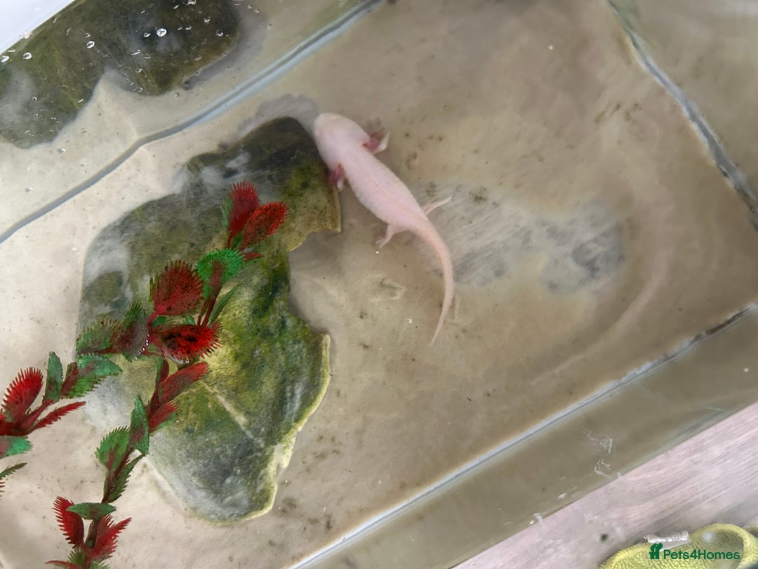 Axolotl reptiles for sale: Juvenile axalotl  - Image 2