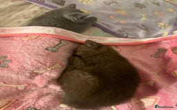 British Shorthair cats for sale: Lovely cute pure British short hair female brown - Image 1