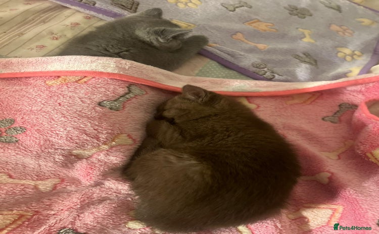 British Shorthair cats - Advert 2