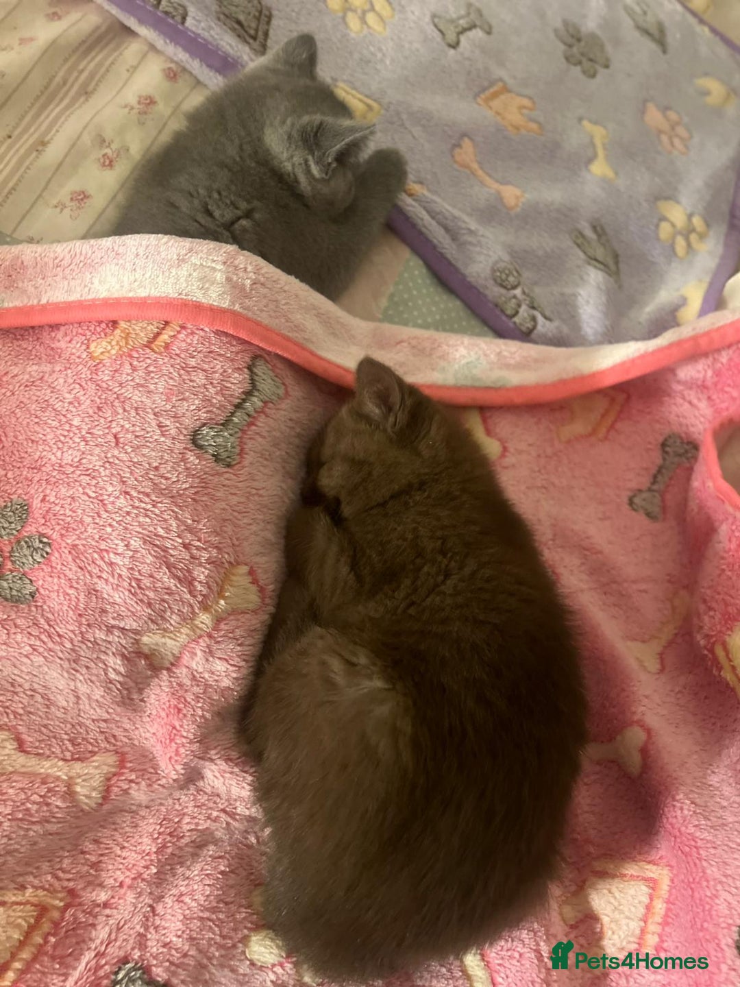 British Shorthair cats for sale: Lovely cute pure British short hair female brown - Image 1