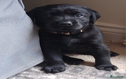 Labrador Retriever dogs for sale: Beautiful black Labrador puppies  - Image 1