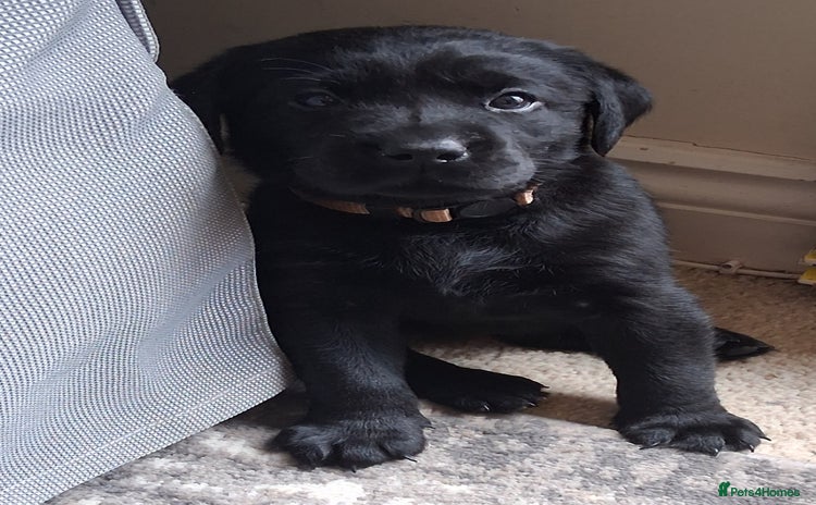 Labrador Retriever dogs - Advert 1