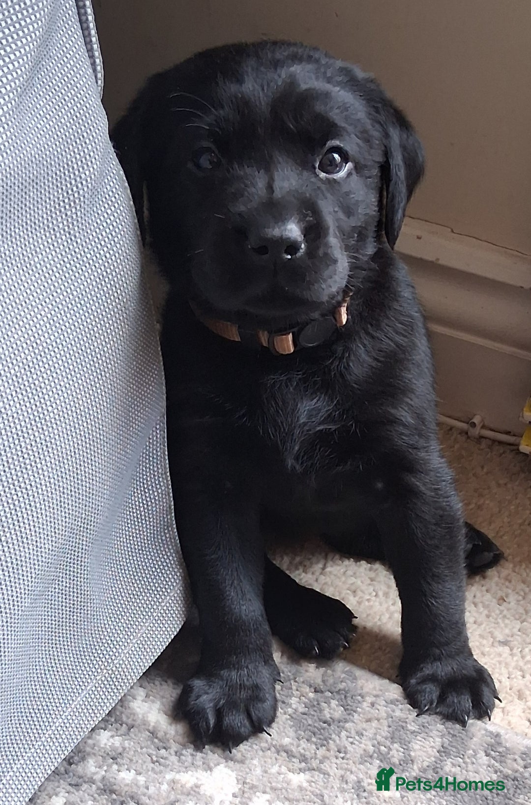 Labrador Retriever dogs for sale: Beautiful black Labrador puppies  - Image 1