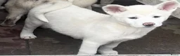 Japanese Akita Inu dogs for sale: Japanese Akita Puppies  - Advert 30