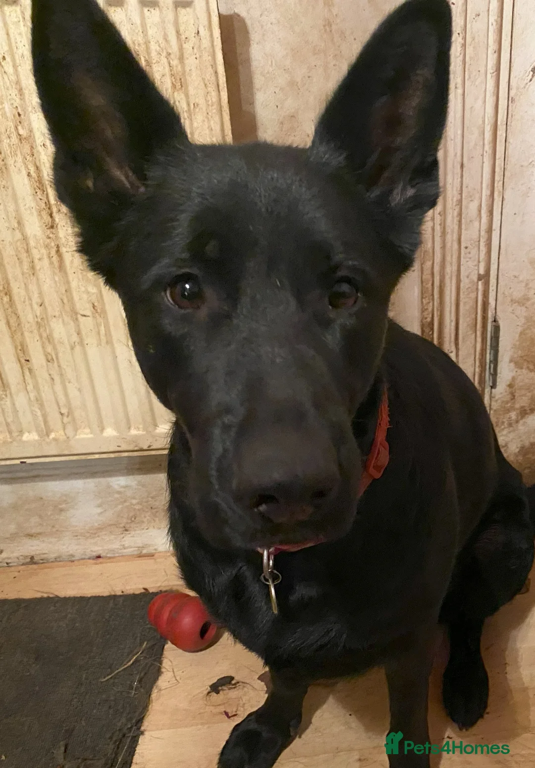 German Shepherd dogs for sale: German Shephepherd puppies for sale - Advert 1