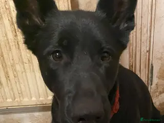 German Shepherd dogs German Shepherd puppies for sale - Advert 5