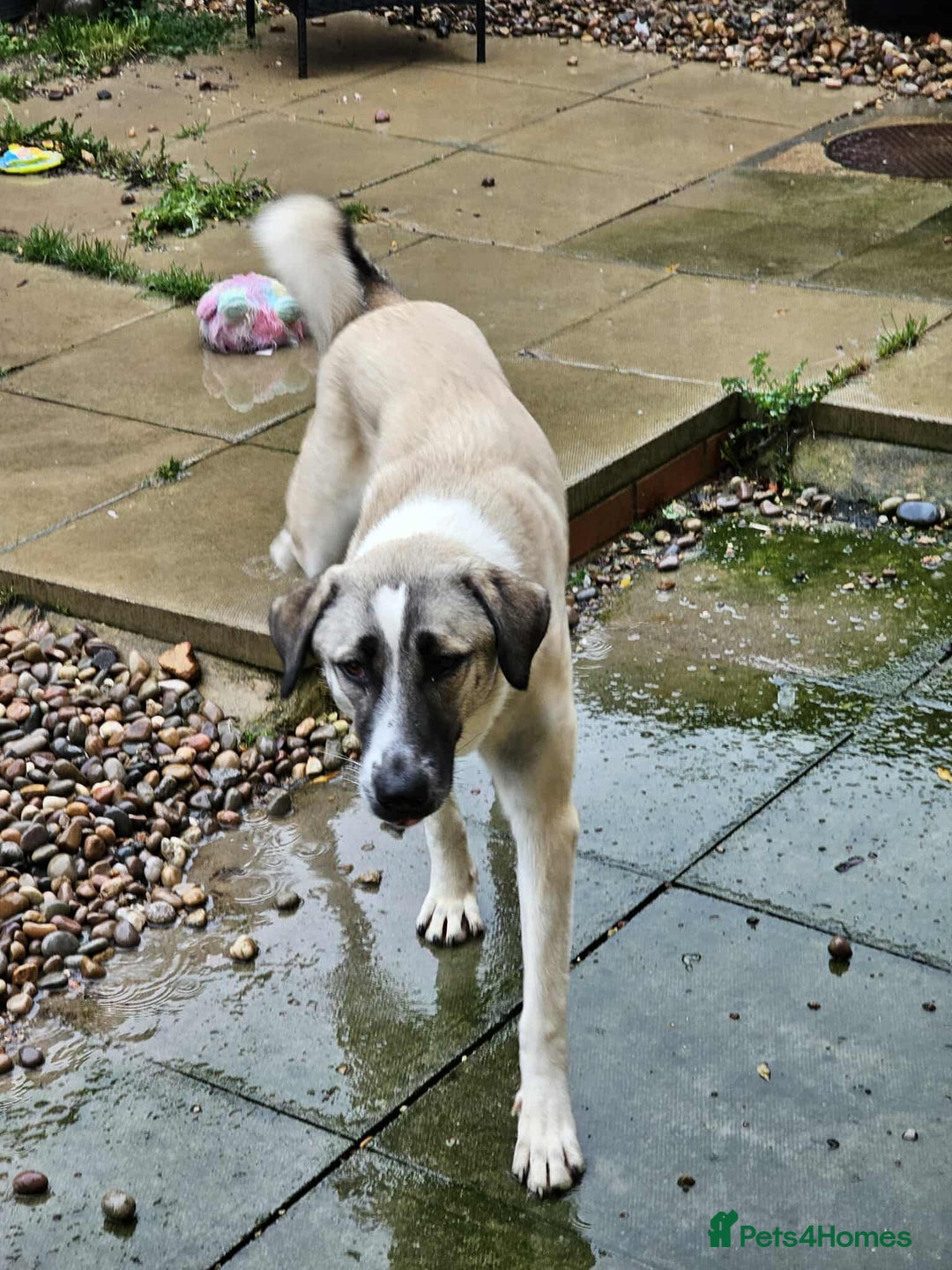 Mixed Breed dogs for adoption: Sadie – 11 months old, Female, Mixed Breed Pup - Advert 1