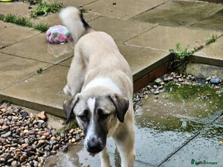 Mixed Breed dogs Sadie – 11 months old, Female, Mixed Breed Pup - Advert 1