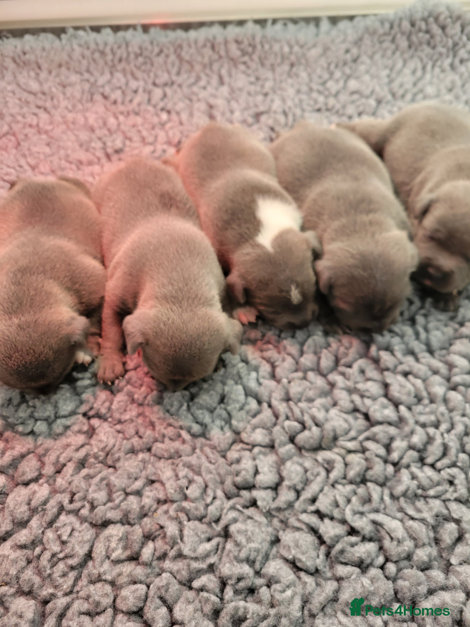 Staffordshire Bull Terrier dogs Kc registered blue staffys - Advert 9