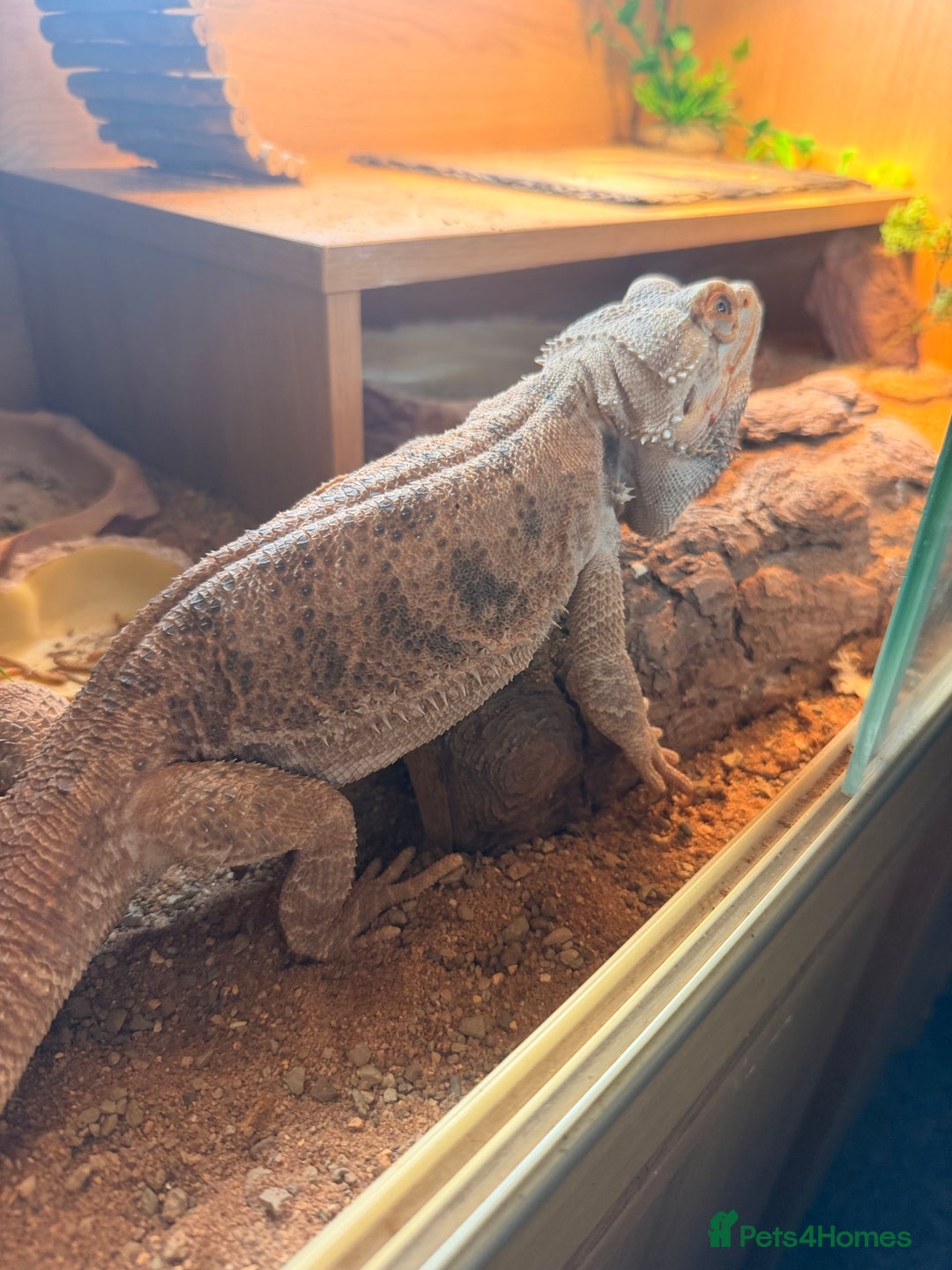 Bearded Dragon reptiles for sale: Bearded dragon male cb22 - Image 3