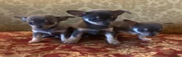 Chihuahua dogs for sale: Chihuahua puppies from licensed breeder - Advert 2