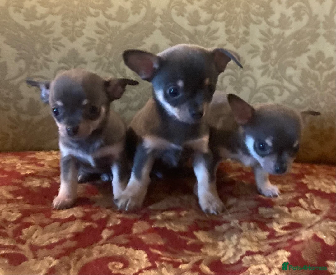 Chihuahua dogs for sale: Chihuahua puppies from licensed breeder - Advert 2