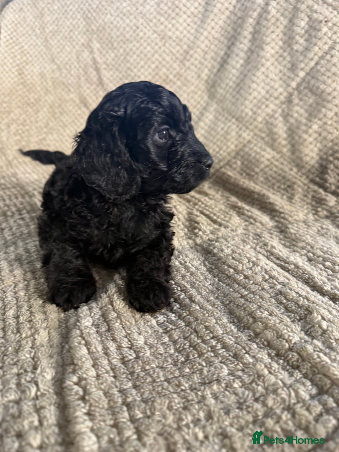 Cockapoo dogs for sale: F1 Cockerpoo Puppies For Sale  - Advert 14