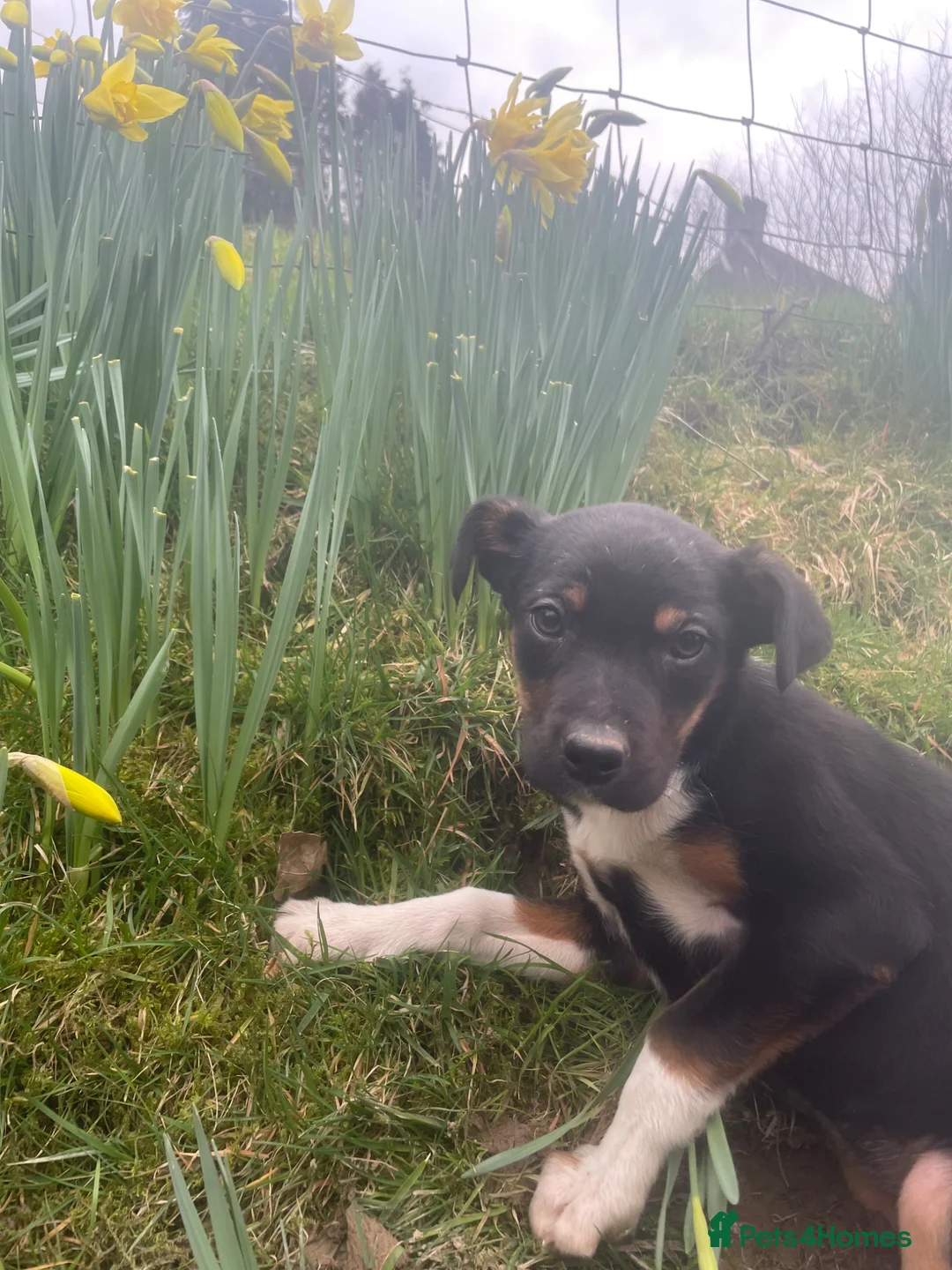 Mixed Breed dogs for sale: 4 beautifully marked pups - Advert 2