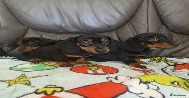 Dachshund dogs - Advert 2