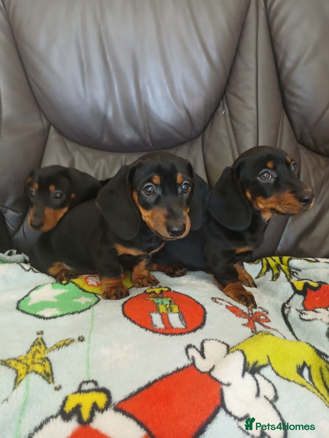 Dachshund dogs for sale: Dachshund puppies - Image 3