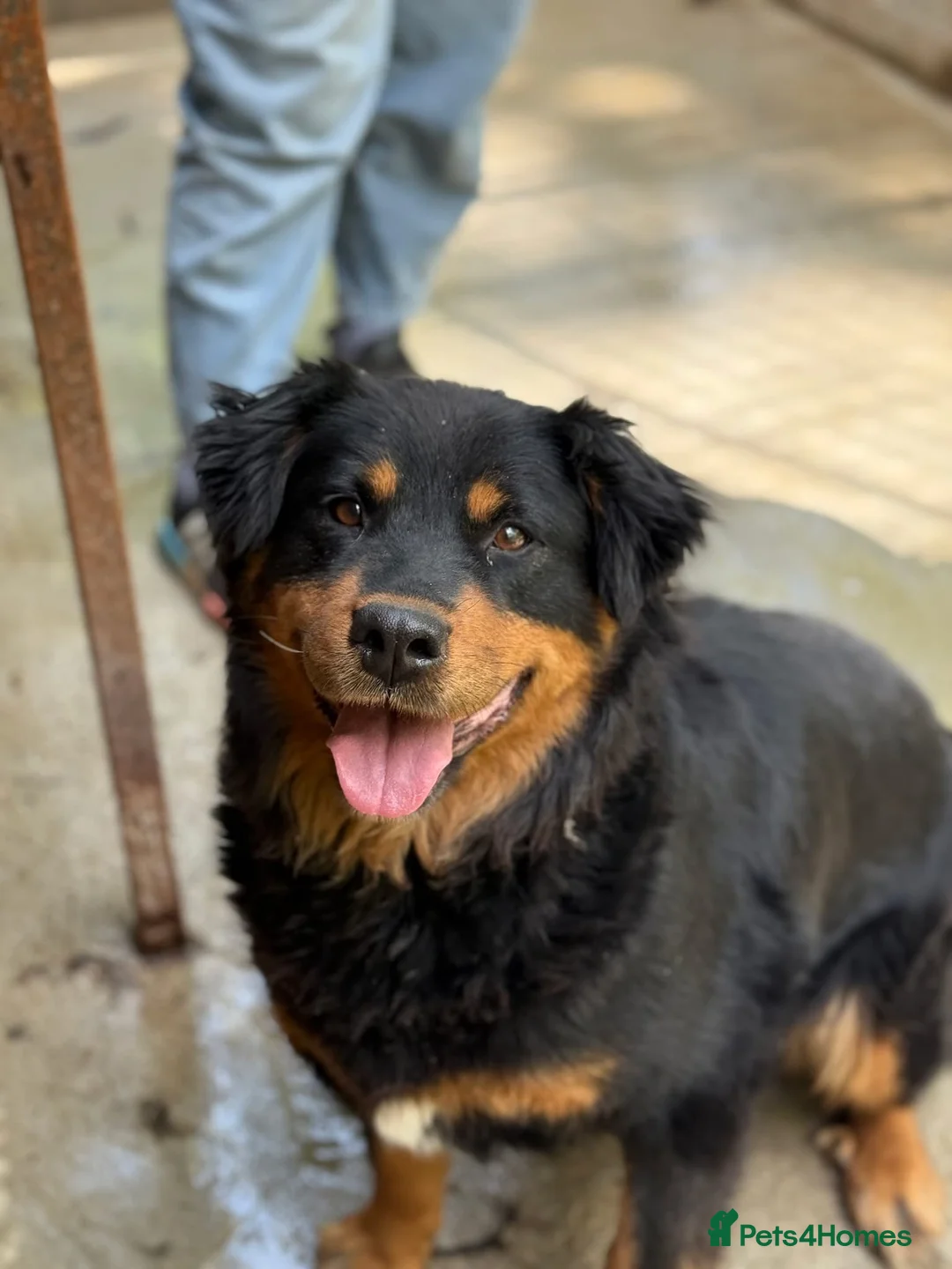 Mixed Breed dogs for adoption: Nutella 💜 - Advert 2