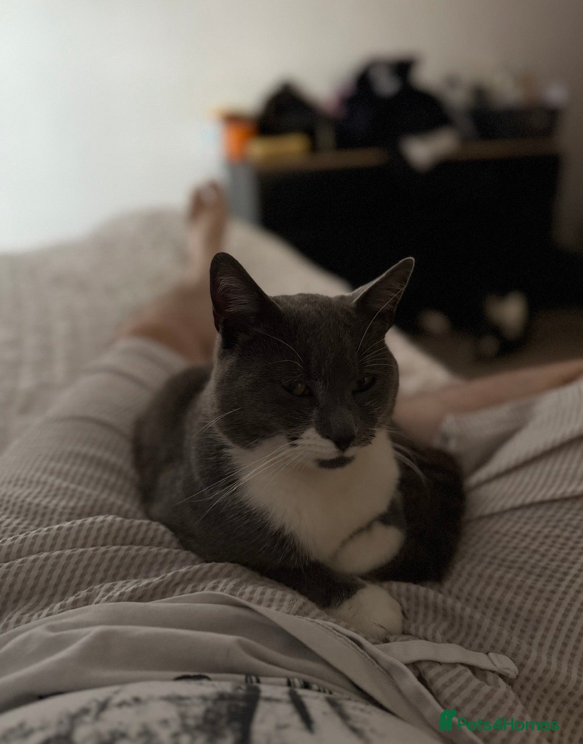 Mixed Breed cats Grey and white male cat - Advert 1