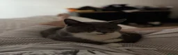 Mixed Breed cats for sale: Grey and white male cat in Wigan - Advert 1