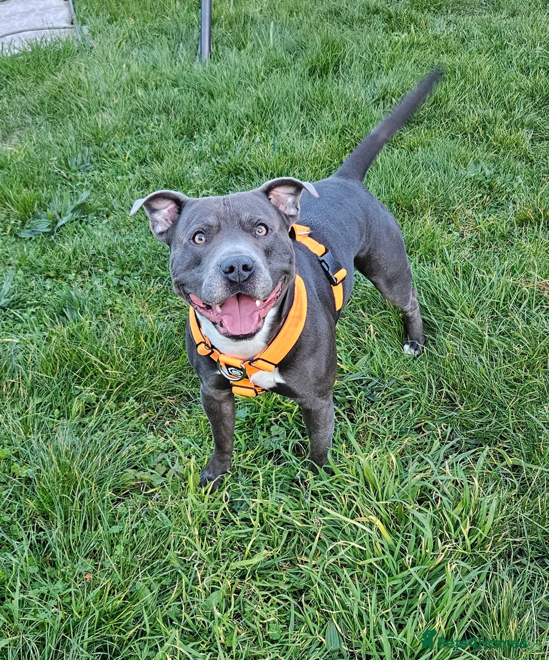Staffordshire Bull Terrier dogs for stud: 💙 EXPERIENCED 50+ BLUE STUD in Erith - Advert 12