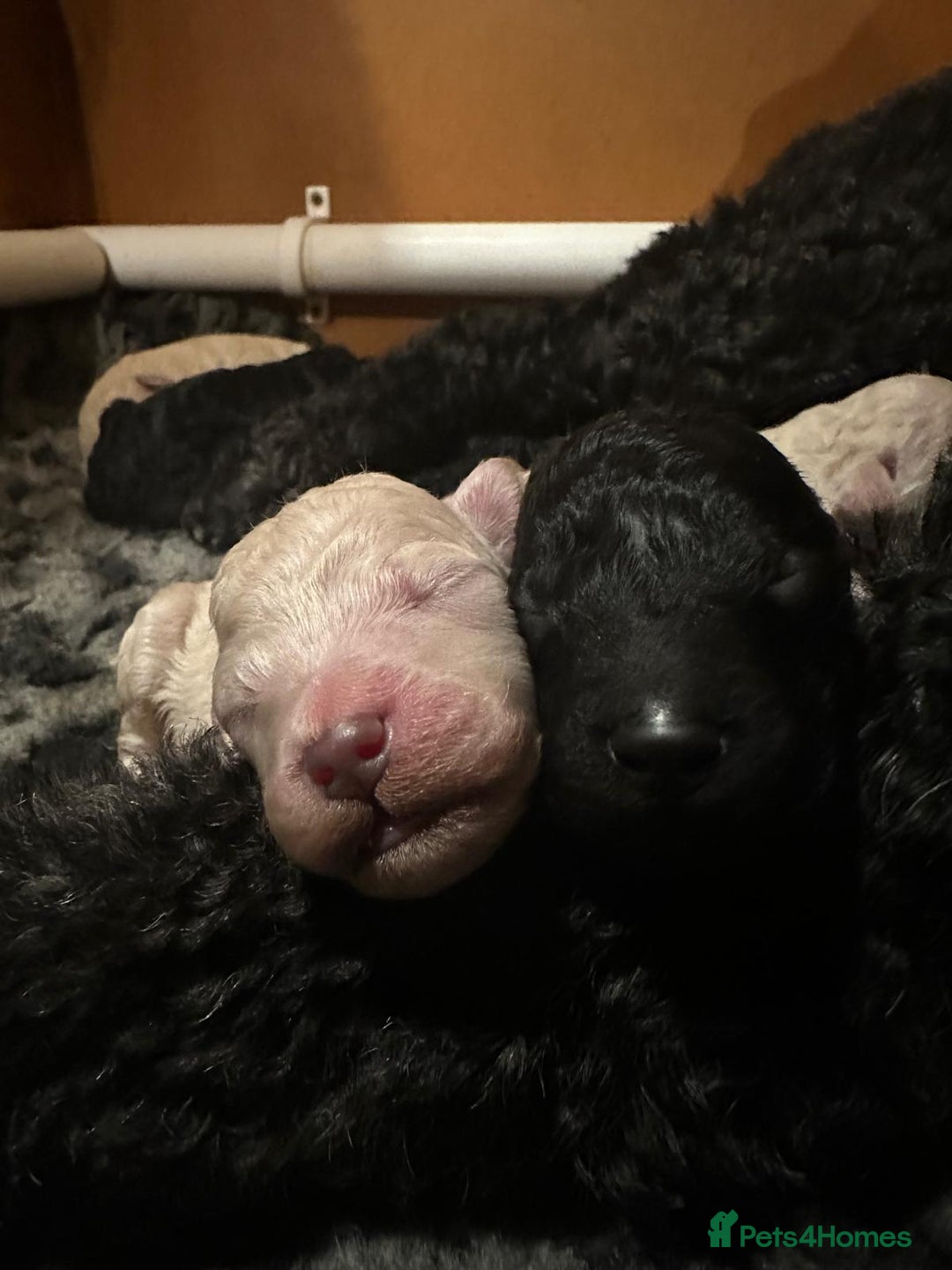 Standard Poodle dogs for sale: Seven Wonders of Standard Poodle Puppies - Advert 7