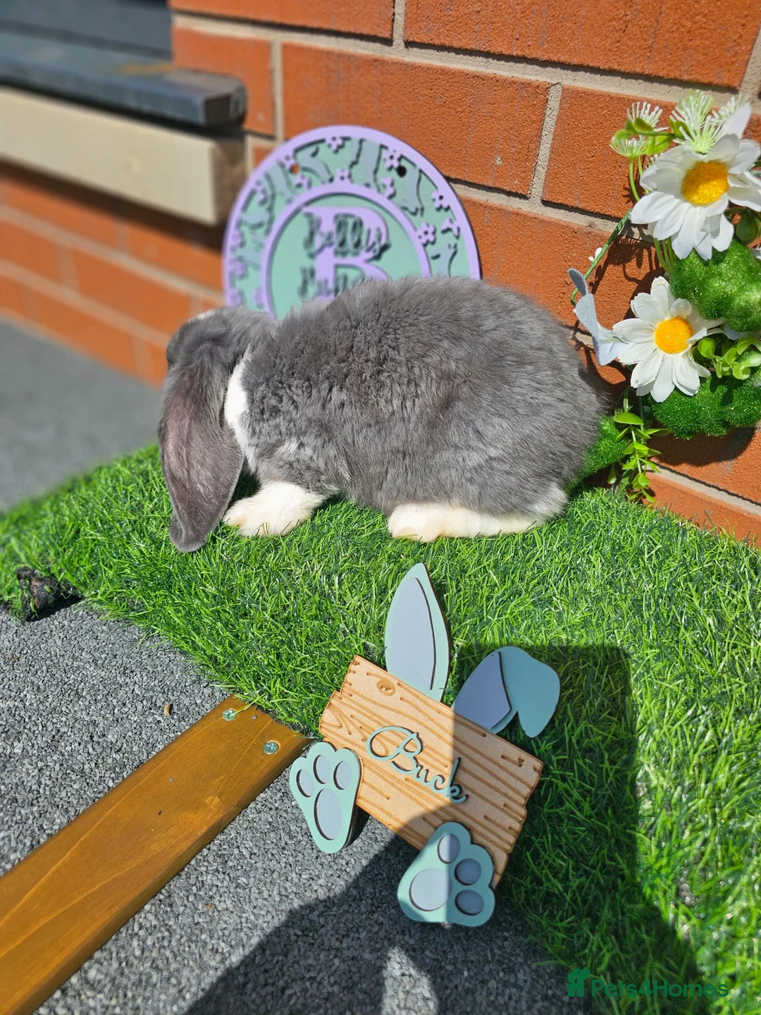 French Lop rabbits for sale: Giant French Lop babies with imported parents - Advert 2