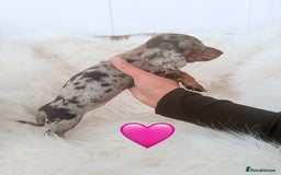 Miniature Dachshund dogs for sale: Stunning litter of Dapples 5 ⭐ Licensed Breeder - Image 1