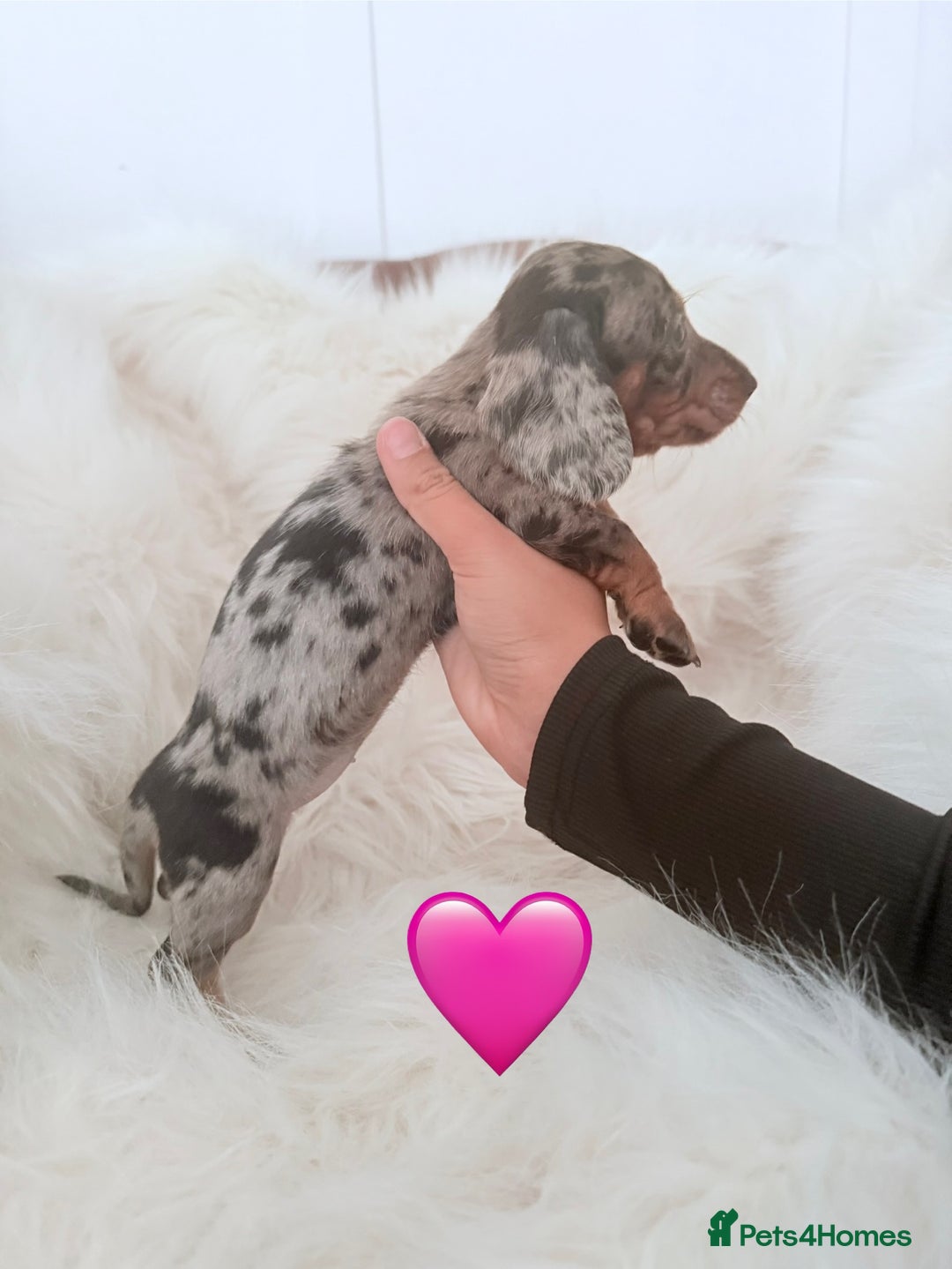 Miniature Dachshund dogs for sale: Stunning litter of Dapples 5 ⭐ Licensed Breeder - Image 1