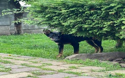 Mixed Breed dogs for adoption: 💙🐶 OLCHIK 🐶💙 - Image 3