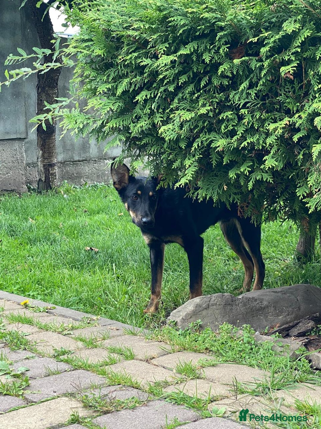 Mixed Breed dogs for adoption: 💙🐶 OLCHIK 🐶💙 - Image 3
